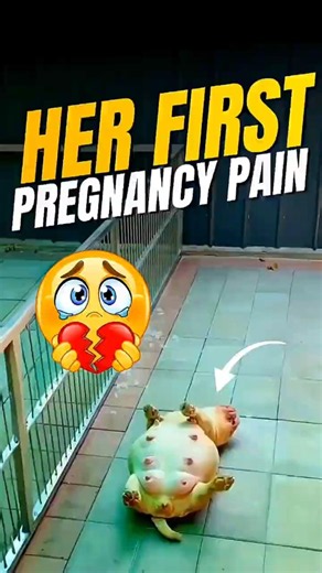 An Emotional Journey of a Brave Mother Dog! 🐶❤️ | 8 Cute Puppies Born! ✨#shorts #dogs #humanity