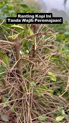 Ranting Kopi Kering? Bukan Subur… Ini Tanda Wajib Peremajaan!