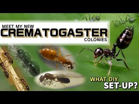 ACROBAT ANT COLONIES | D colony