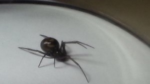 What does a false widow bite feel like?