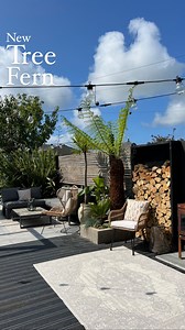 🌴**New Tree Fern**🌴 New addition to the family! I cannot wait to see him flourish! 🙏🏻🕊️🫶🏻✨ This little corner wasn’t used and now it creates more balance with tree ferns on both sides of the garden. I’m really enjoying the new view from the kitchen too. Less is more, most definitely does not apply when it comes to the garden! What do you think? Thank you @hawthorn.yard, same again next year please! The planter was made from breezeblocks and rendered and then because it totally chucked it 