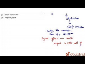 Clamp connection is found in | 11 | FUNGI | BIOLOGY | ERRORLESS | Doubtnut