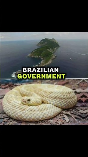 🐍 The Island Full of Snakes 😱 | World's Deadliest Island!