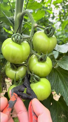 Amazing tomato farming tricks #farming #tips