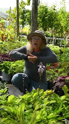 What's a Groundcover? 🌿 MUCH More Than You Think! 🤔