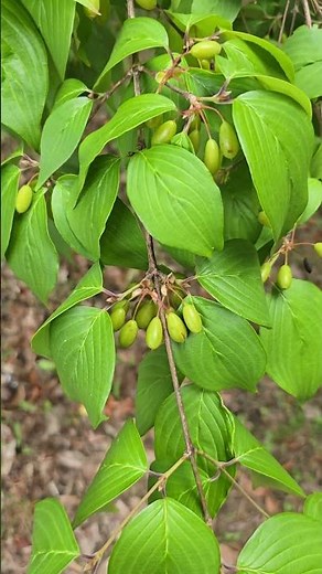 Benefits of Cornelian Cherry: Antioxidant effects, kidney protection, blood sugar and blood press...