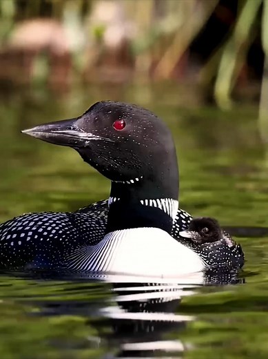 Scariest Animal Sounds: Top Terrifying Bird and Animal Calls