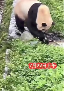 突发!7月22日上午,游客将折叠凳丟在福宝外场, 福宝叼起凳子来回转圈圈, 请中心和基地彻查此事!#福宝 | Panda Fu Bao