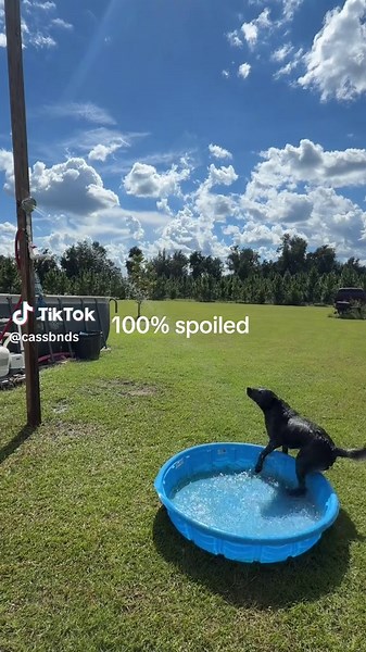 Mike Estrin: A Heeler Living His Best Life