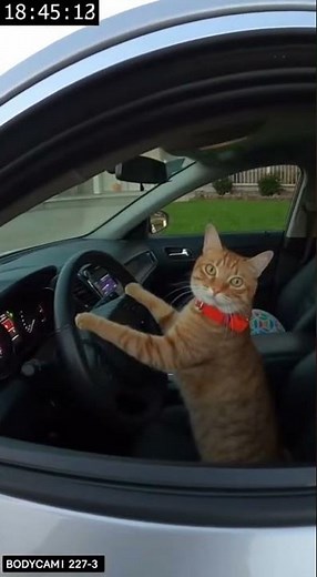 Cat Behind the Wheel #cats #funny #shortvideo