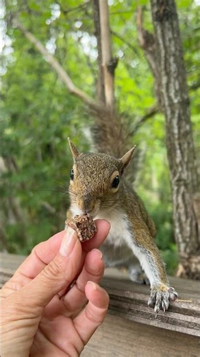How to Befriend a Squirrel #squirrel #feed #unlikelyfriends