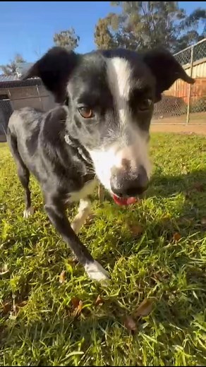 Ruby, Bindi, Moggie and Rufus | Perth Pet Boarding