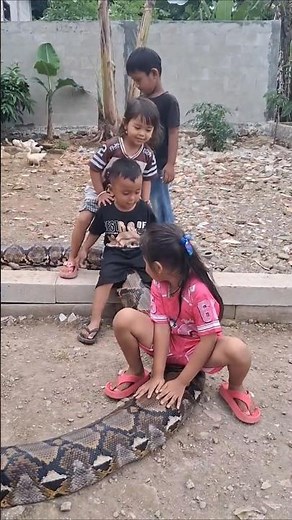 Some Kids Grow Up With Giant Pythons as Pets