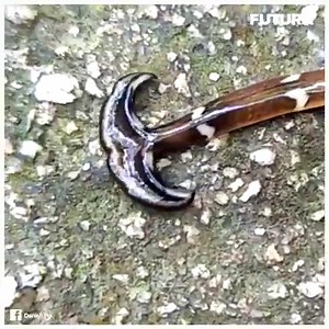 [🌍] Bipalium Kewense est une espèce de ver plat qui mesure jusqu’à quarante centimètres et il s’est installé en France depuis près de 20 ans. Bipalium Kewense se reproduit par simple clonage de lui-même. Il n’a qu’à se séparer d’un morceau de sa queue pour que celle-ci redonne au bout de deux semaines un adulte parfaitement fonctionnel. Nul besoin de rapports sexuels, l’espèce serait arrivée d’Asie par le transport des plantes. | Futura - Inspirons l'avenir