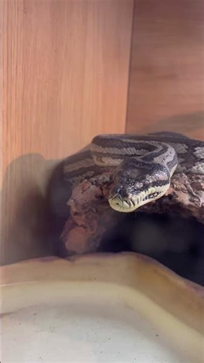 Morelia spilota variegata