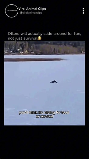 You might think this otter is sliding to hunt or escape danger…👀 But scientists have observed that river and sea otters often slide on ice, snow, or mud purely for play🦦☃️ What’s awesome is that this fun behavior isn’t just a good time—it helps them develop balance, coordination, and agility, skills they rely on for hunting, swimming, and navigating their environment❄️✨ 🎬 | Video credit: KatKingdom on tt