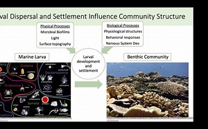Cnidofest 2021.11.27 中胚花筒螅(Ectopleura crocea)的辐射幼虫变态 | 水螅（Hydra vulgaris）的前驱细胞入侵