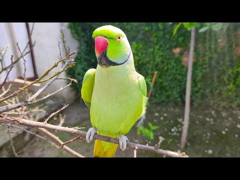 Parrot Talking “Mitthu Mitthu” 🐦 Cute Talking Parrot Video