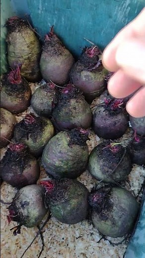 How to store Beetroot over the winter