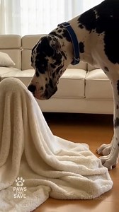 BOO! 👻😱 Tuffy was 99% sure there was a moving mountain in the living room🐶 #tomandtuffy #greatdane #blanketghost #toddlerlife #funnydogs #scaredydog #peekaboo #wholesomecomedy #bffs #2026Vibes | Paws That Save