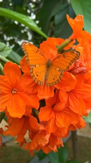 Stunning Orange Flowers in Bloom | Nature's Brightest Beauty 🌺