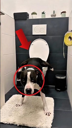 5 Smartest Dog Breeds That Might Outsmart You 🧠🐶 #smartdog #animals