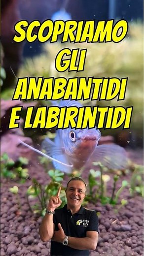 🐠 The Fish with “ANTENNAE” That Sense Everything! 😱
