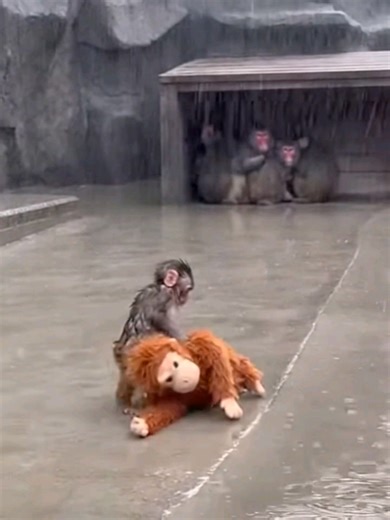 Punch: The Heartbreaking True Story of an Orphaned Baby Monkey #heartbreakingstory #trueanimalstory #emotionalvideo #animalcompassion #sadbuttrue #wildlifestories