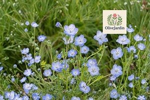 300 Baby Blue Eyes Seeds – Nemophila Menziesii – Sky Blue Blooms – Annual Wildflower – Non-gmo - Etsy