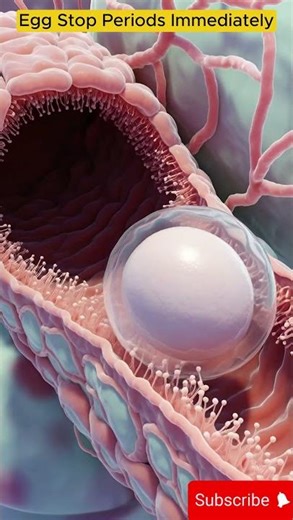 Can a Fertilized Egg Stop Periods Immediately? | Implantation Explained | 3D Medical Animation