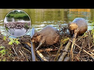 The Amazing Beaver Dam That Took Just 2 Days to Build—No Human Help!
