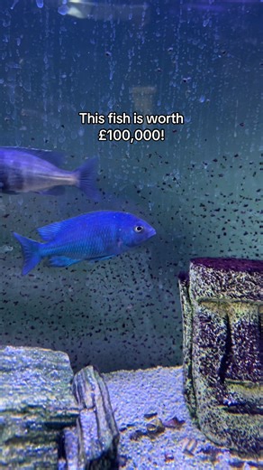 Future Earnings of African Cichlid Breeding Groups