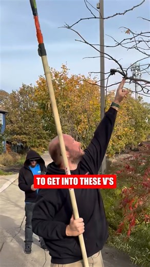 This Is How Pros Wrap Lights on Tree V’s When lighting trees, the V branches matter more than people realize. Locking lights into these spots keeps them tight, clean, and evenly spaced all the way up. This is how we wrap trees so lights don’t sag or shift later. Save this if you’re decorating this season and want it done right. #ChristmasLights #TreeLighting #HolidayDecor #OutdoorChristmas #ChristmasLightTips #HolidayLighting #HomeDecorIdeas | Indy Christmas Light Pro's