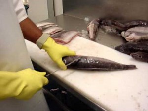 How To Fillet Blue Cod - by Dean Grooby Knifetechnz Ltd