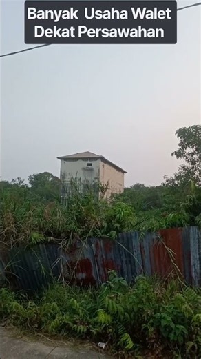 Swiftlet Farming Near Rice Fields