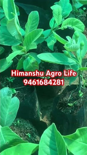 #himanshuagrolife Best Quality Amrud Plants Available | Guava Plant Nursery India
