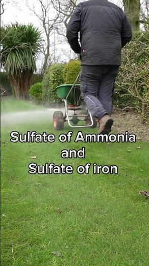 Use this CHEAP fertiliser to get an AMAZING GREEN lawn