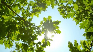 Leaves, Oak, Tree. Free Stock Video