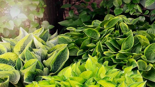 Hostas for Sun: Sun-Tolerant Options For Your Garden