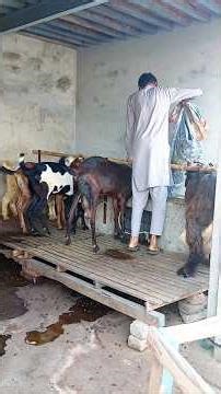 Benefits of potatoes in Goat Farming | Goat Farming | livestock farming | farmer | Farming | Pets
