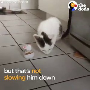 This cat is missing his two back legs — but he can still run faster than his siblings! | The Dodo