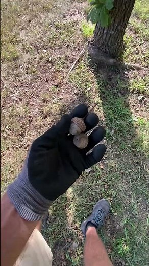 Swamp White Oak (Quercus bicolor) #trees #wildlife #acorns #outdoors #deer #oaktree #getoutdoors