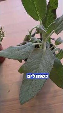 הבדלים בין חליטות צמחים לתה