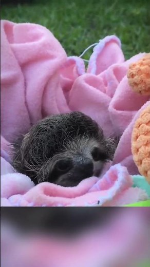 Sloth Shows Gratitude to Rescuers with Heartwarming Smile ❤️