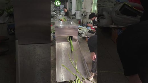 🥔Industrial Root Vegetable Peeling Machine: Peel 100kg of Vegetables Per Hour– Automatically#peeling | Gondor Machinery®