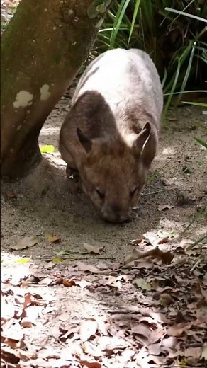5 Facts About Wombats