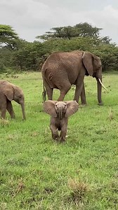 😍. Confident Baby Elephant Charging a Safari Jeep #elephant #satisfying #wildlife #reelschallenge | I love Elephants