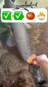 Which item will the lake monster devour?!😱 #ChallengeChallenge #viralvideoシ | Gabrielmiranda_ofc