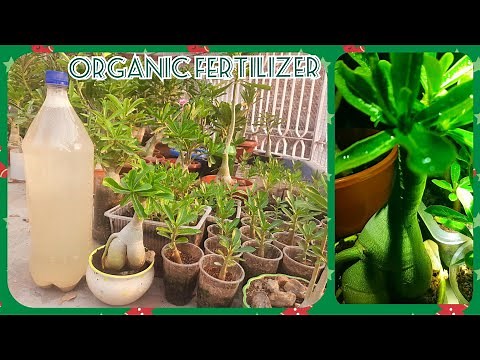 HOW TO USE BONE MEAL FERTILIZER FOR FAST RESULT