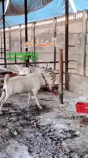 Sanen Setup Palai #Goat #andulgoat #goat #atgf